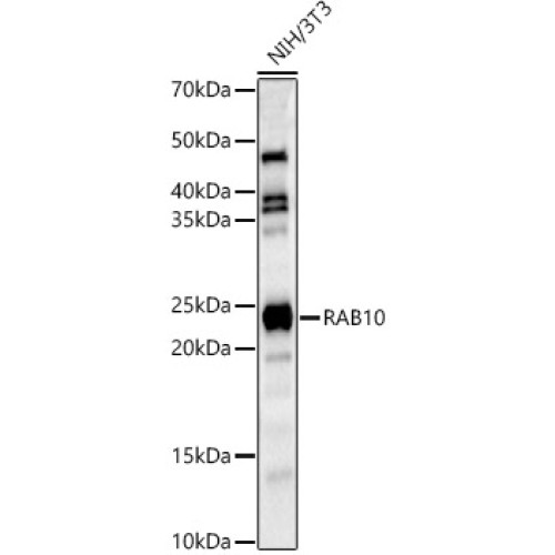 RAB10 Rabbit pAb