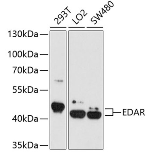 EDAR Rabbit pAb