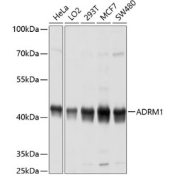 ADRM1 Rabbit pAb