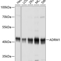 ADRM1 Rabbit pAb