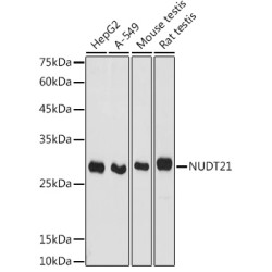 NUDT21 Rabbit pAb