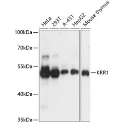 KRR1 Rabbit pAb