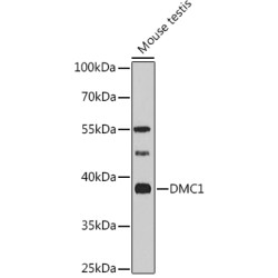 DMC1 Rabbit pAb
