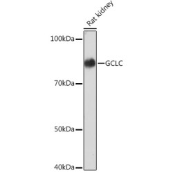 GCLC Rabbit mAb