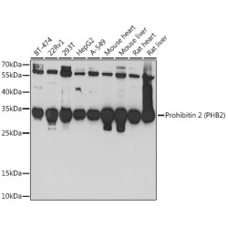 Prohibitin 2 (PHB2) Rabbit pAb