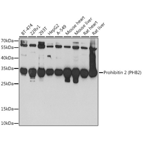 Prohibitin 2 (PHB2) Rabbit pAb