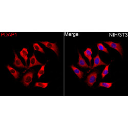 PDAP1 Rabbit pAb