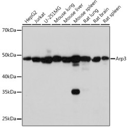 Arp3 Rabbit mAb
