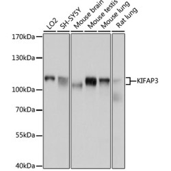 KIFAP3 Rabbit pAb