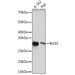 Bcl10 Rabbit mAb