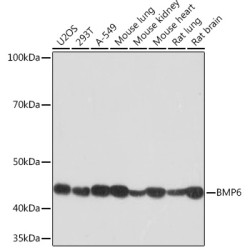BMP6 Rabbit mAb
