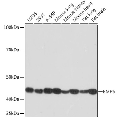 BMP6 Rabbit mAb