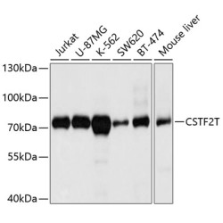 CSTF2T Rabbit pAb