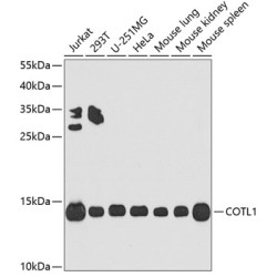 COTL1 Rabbit pAb