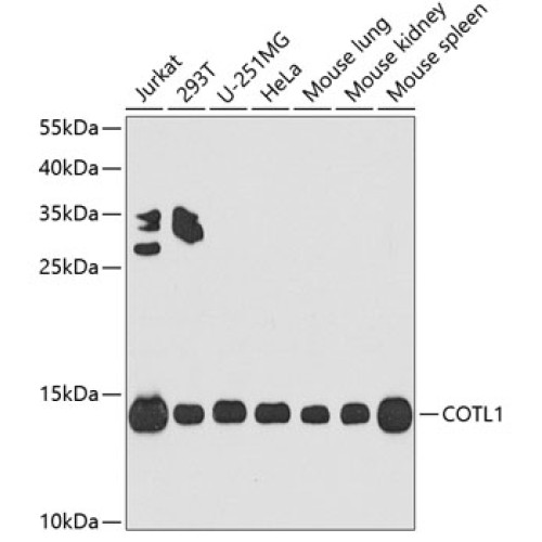COTL1 Rabbit pAb