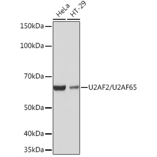 U2AF2/U2AF65 Rabbit mAb