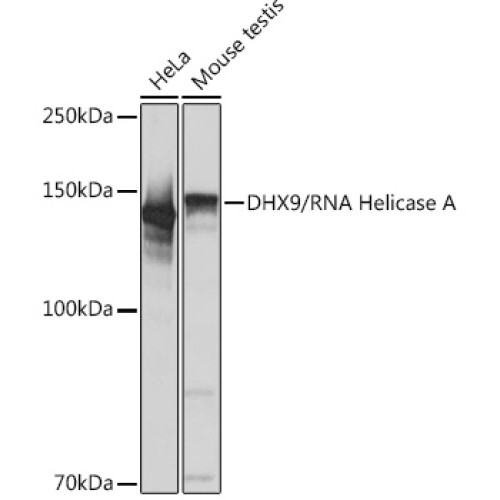 DHX9/RNA Helicase A Rabbit mAb
