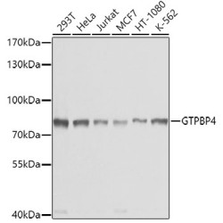 GTPBP4 Rabbit pAb