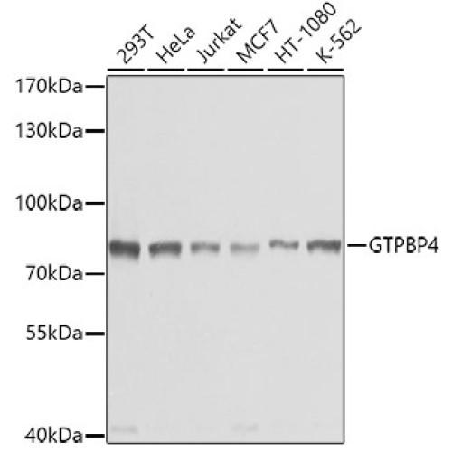 GTPBP4 Rabbit pAb