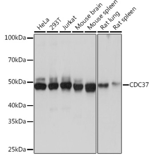 CDC37 Rabbit mAb