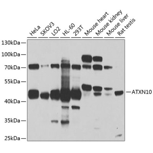 ATXN10 Rabbit pAb