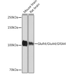 GluR4/GluA4/GRIA4 Rabbit mAb