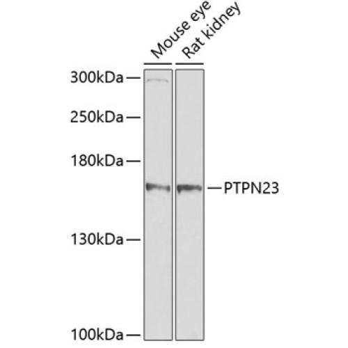 PTPN23 Rabbit pAb