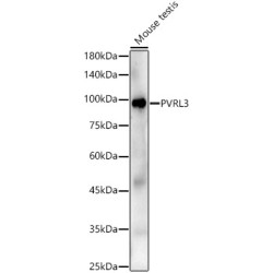 PVRL3 Rabbit pAb