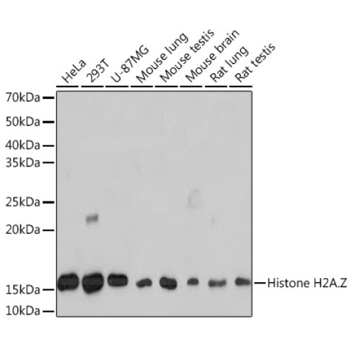 [KO Validated] Histone H2A.Z Rabbit mAb
