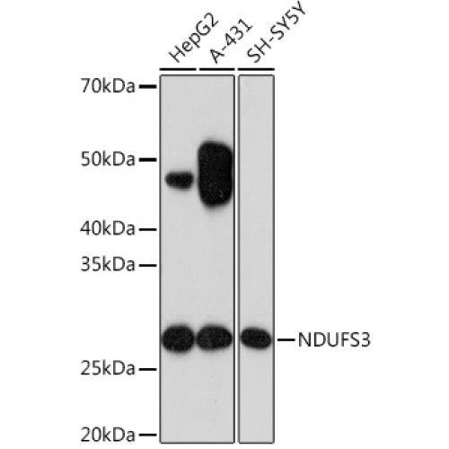 NDUFS3 Rabbit mAb