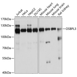 OSBPL3 Rabbit pAb