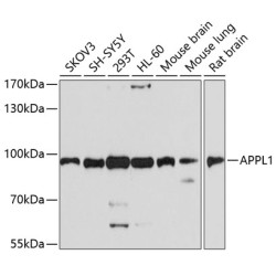 APPL1 Rabbit pAb