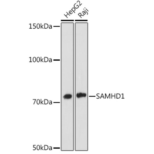 SAMHD1 Rabbit mAb