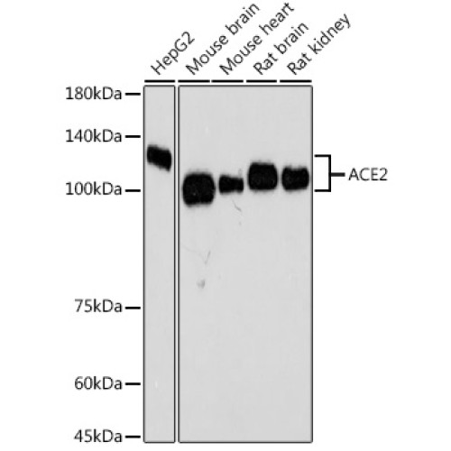 ACE2 Rabbit mAb
