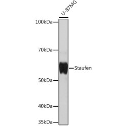 Staufen Rabbit mAb