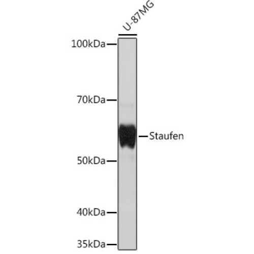 Staufen Rabbit mAb