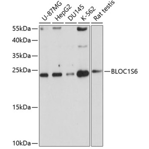 BLOC1S6 Rabbit pAb