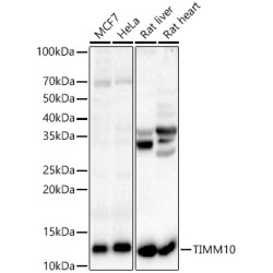 TIMM10 Rabbit pAb