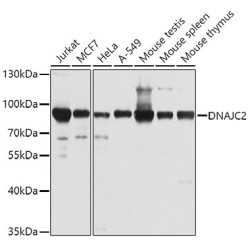 DNAJC2 Rabbit pAb