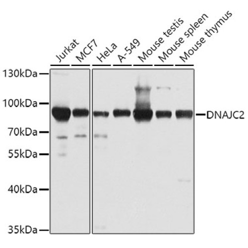 DNAJC2 Rabbit pAb