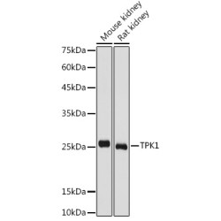 TPK1 Rabbit pAb