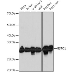 GSTO1 Rabbit mAb