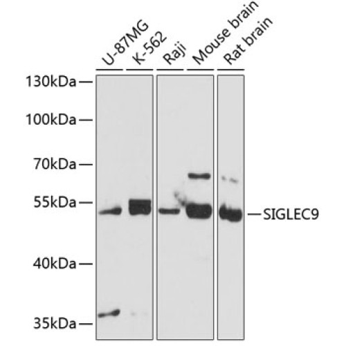 SIGLEC9 Rabbit pAb