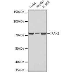 IRAK2 Rabbit mAb