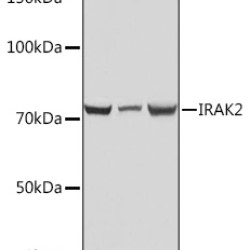 IRAK2 Rabbit mAb