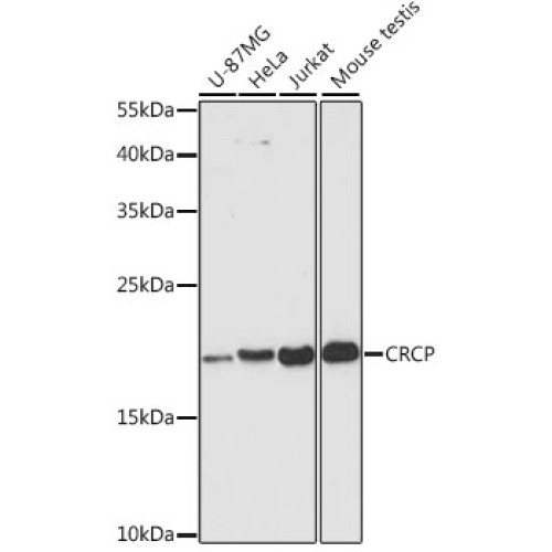 CRCP Rabbit pAb