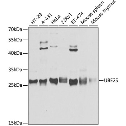 UBE2S Rabbit pAb