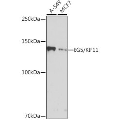 EG5/KIF11 Rabbit mAb