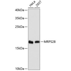 MRPS28 Rabbit pAb