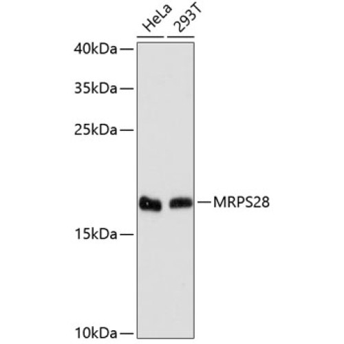 MRPS28 Rabbit pAb